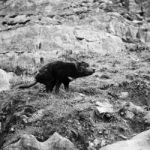 Tasmanian Devil Found During The Day In Tasmania Stock Photo