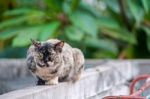 Old Cat With Nature Place Stock Photo