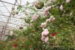 Pink Roses Bush In The Garden Stock Photo