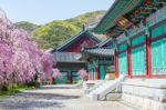 Gyeongbokgung Palace With Cherry Blossom In Spring,korea Stock Photo