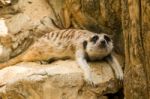 Meerkat Stock Photo