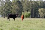 Cows Grazing In The Green Argentine Countryside Stock Photo