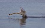 Beautiful Isolated Photo With A Powerful Swan's Take Off Stock Photo