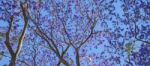 Colourful Blooming Jacaranda Tree Stock Photo