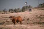 Cow And A Windmill In The Country Stock Photo