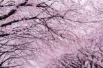 Cherry Blossom With Soft Focus, Sakura Season In Korea,background Stock Photo