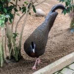 Great Argus (argusianus Argus) At The Bioparc In Fuengirola Stock Photo