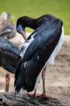 Abdim's Stork At The Bioparc In Fuengirola Stock Photo