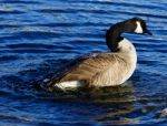 Beautiful Close-up Of The Expressive Goose Swimming Stock Photo