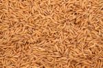 Pile Raw Of Dry Paddy Grain Unmilled Rice Stock Photo