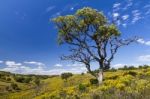 Algarve Countryside Hills With Yellow Bushes In Spring Stock Photo