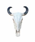 Buffalo Skull Isolate Stock Photo