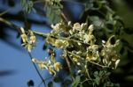 White Flower Of Horse Radish Tree Stock Photo