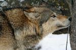 Gray Wolf Stock Photo