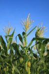 Corn Flower In Field Stock Photo