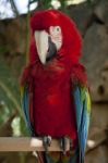 Scarlet Macaw Stock Photo