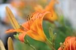 Lilies Are Tall Perennials Ranging In Height From 2–6 Ft (60–180 Cm), Israel 8/2016 Stock Photo