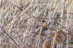 Common Stonechat (saxicola Rubicola) At Portland Bill Dorset Stock Photo