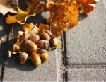 Acorns Lying On The Oak Leaves Stock Photo