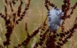 Nursery Web Spider Nursery Stock Photo