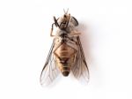 Dead Flies On White Background Stock Photo