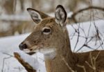 Beautiful Isolated Image With A Wild Deer In The Snowy Forest Stock Photo