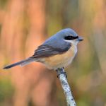 Grey-backed Shrike Bird Stock Photo