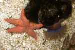 Starfish And Anemone Stock Photo