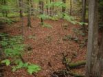 Forest Floor Stock Photo