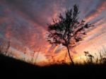 Sunset Tree Stock Photo