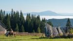 Bistrita, Transylvania/romania - September 18 : Horses Grazing O Stock Photo