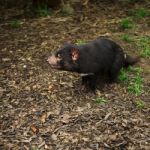 Tasmanian Devil Found During The Day In Tasmania Stock Photo