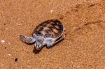 Sea Turtle Stock Photo