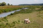 Bodiam, East Sussex/uk - June 24 : Boat Trip From Bodiam East Su Stock Photo