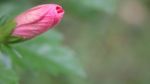 Pink Hibiscus Stock Photo