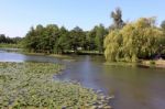 A Natural River Stock Photo