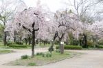 Sakura Cherry Blossom Stock Photo