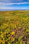 Yellow Flowers Field Stock Photo