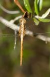 Red-veined Darter Stock Photo