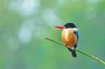 Black-capped Kingfisher Stock Photo