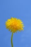 Dandelion Stock Photo