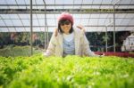 Healthy Care Woman In Hydroponic Vegetable Green House Plantation Stock Photo