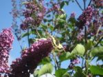 Butterfly Resting On Lilac Stock Photo