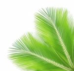 Coconut Leaf Isolated On White Background Stock Photo