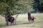 European Bison (bison Bonasus) Stock Photo