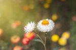 Soft Focus Flower Background When Sunrise In The Morning Stock Photo