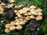 Sulphur Tuft Fungus (hypholoma Fasciculare) Stock Photo