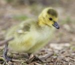 Beautiful Isolated Photo Of A Cute Chick Of Canada Geese Stock Photo