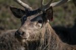 Red Deer (cervus Elaphus) Stock Photo