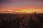 Cotton Field In Oakey, Queensland Stock Photo